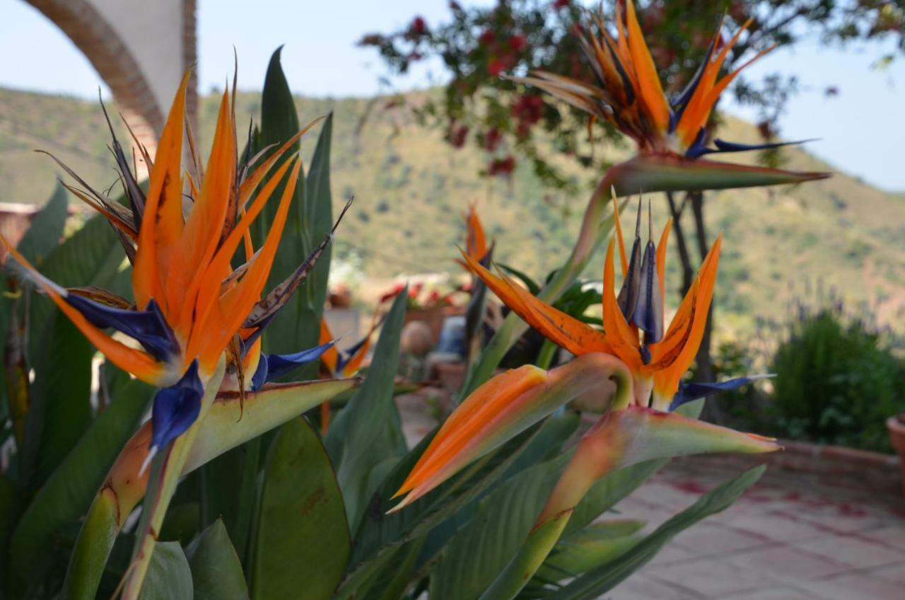 Finca Mariposa Apartment Sedella Екстериор снимка